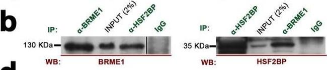 Mouse IgG (H+L) Secondary Antibody in Western Blot (WB)