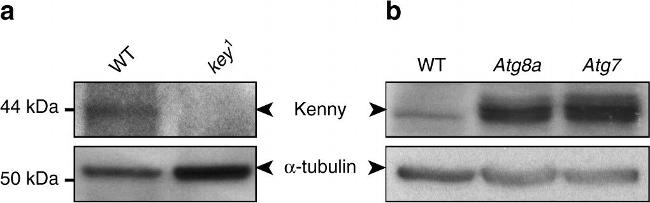 Rabbit IgG (H+L) Secondary Antibody in Western Blot (WB)