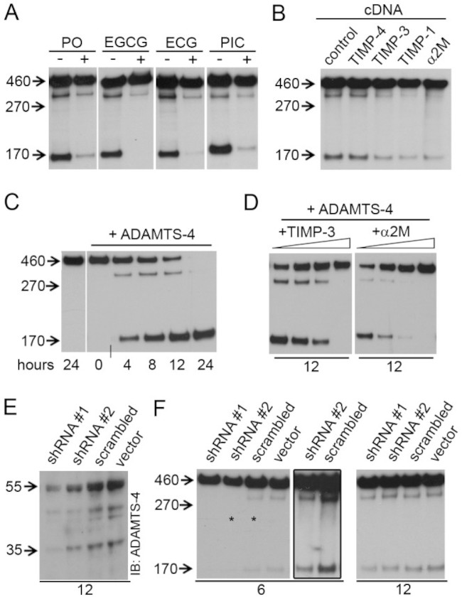 ADAMTS4 Antibody