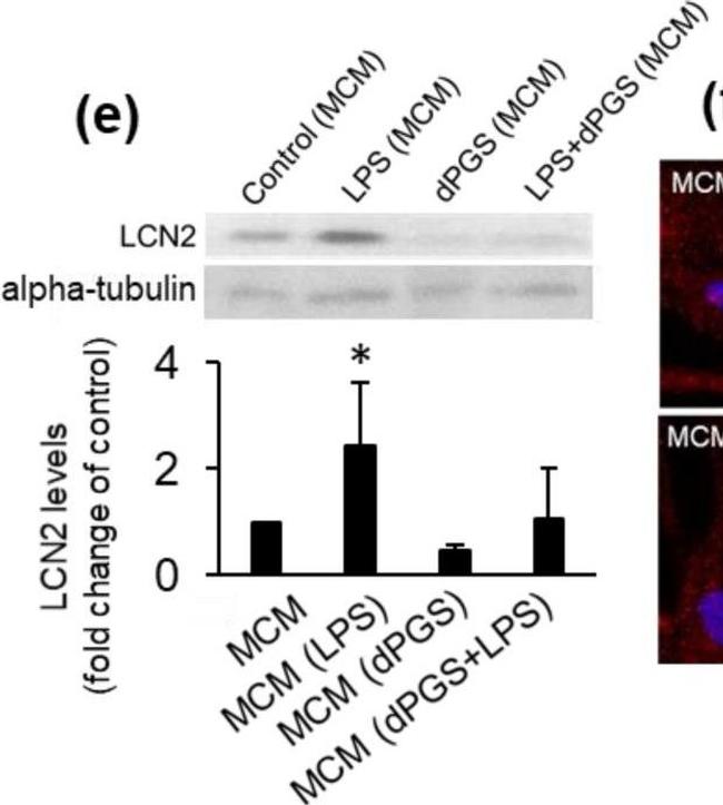 Rat IgG (H+L) Secondary Antibody in Western Blot (WB)