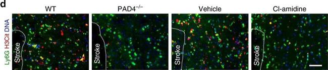 Rat IgG (H+L) Highly Cross-Adsorbed Secondary Antibody in Immunohistochemistry (Frozen) (IHC (F))