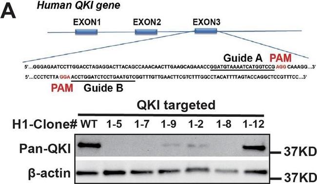 Mouse IgG (H+L) Cross-Adsorbed Secondary Antibody in Western Blot (WB)