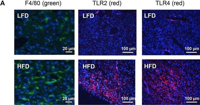 Rat IgG (H+L) Cross-Adsorbed Secondary Antibody in Immunohistochemistry (IHC)