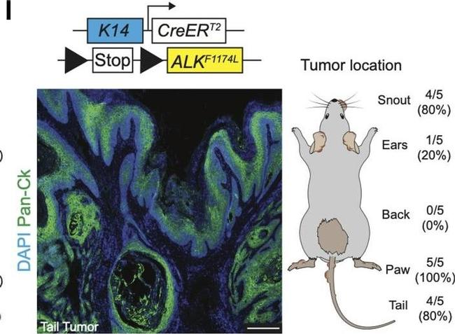 Rabbit IgG (H+L) Cross-Adsorbed Secondary Antibody in Immunohistochemistry (IHC)