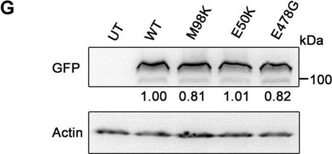 Rat IgG (H+L) Secondary Antibody in Western Blot (WB)