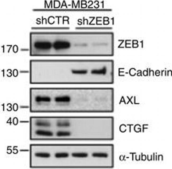 Mouse IgG (H+L) Secondary Antibody in Western Blot (WB)