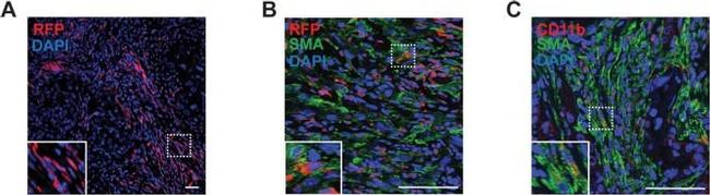 Rabbit IgG (H+L) Cross-Adsorbed Secondary Antibody in Immunohistochemistry (Paraffin) (IHC (P))