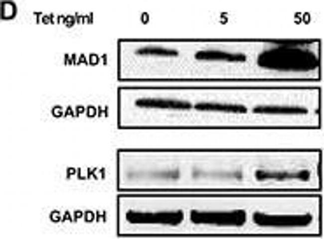 Rabbit IgG (H+L) Secondary Antibody in Western Blot (WB)