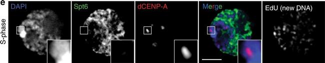 Chicken IgY (H+L) Secondary Antibody in Immunocytochemistry (ICC/IF)