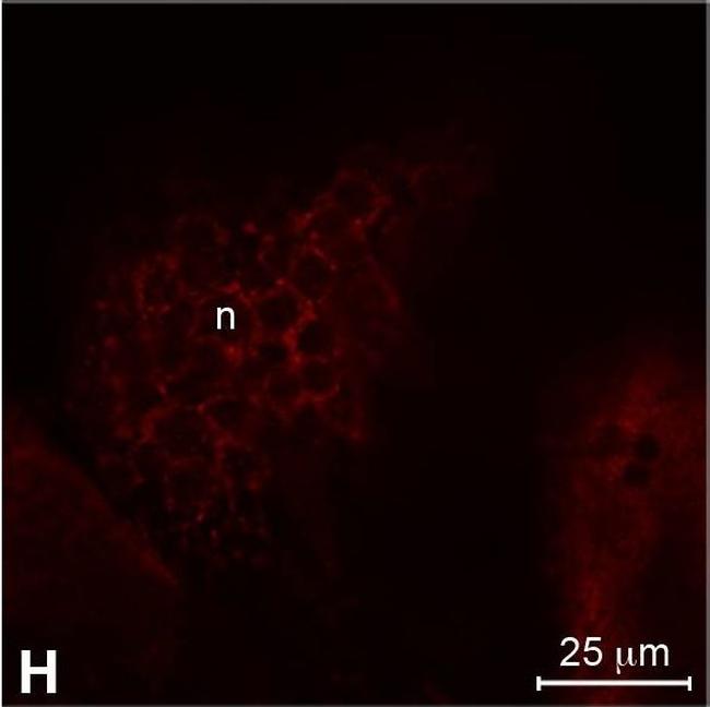 Rabbit IgG (H+L) Highly Cross-Adsorbed Secondary Antibody in Immunocytochemistry (ICC/IF)