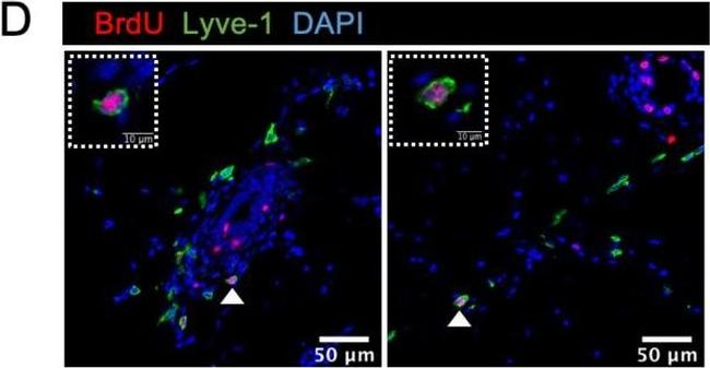 Rat IgG (H+L) Highly Cross-Adsorbed Secondary Antibody in Immunohistochemistry (IHC)