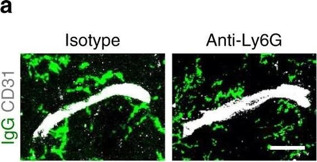 Mouse IgG (H+L) Highly Cross-Adsorbed Secondary Antibody in Immunohistochemistry (Frozen) (IHC (F))