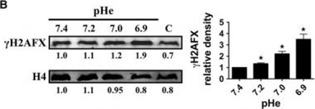 Mouse IgG (H+L) Secondary Antibody in Western Blot (WB)