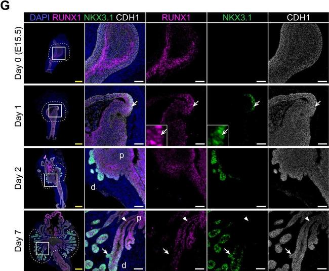 Goat IgG (H+L) Cross-Adsorbed Secondary Antibody in Immunohistochemistry (Paraffin) (IHC (P))