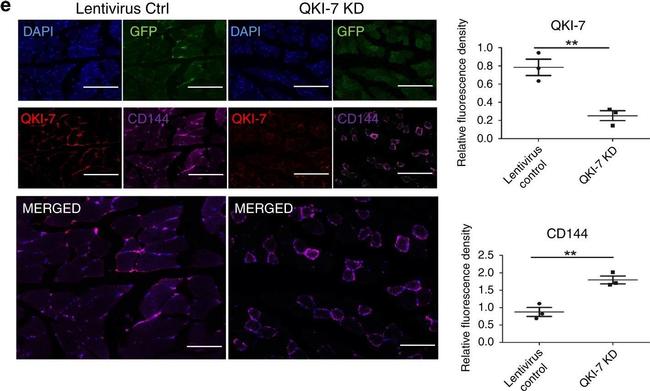 Mouse IgG (H+L) Cross-Adsorbed Secondary Antibody in Immunohistochemistry, Immunomicroscopy (IHC, IM)