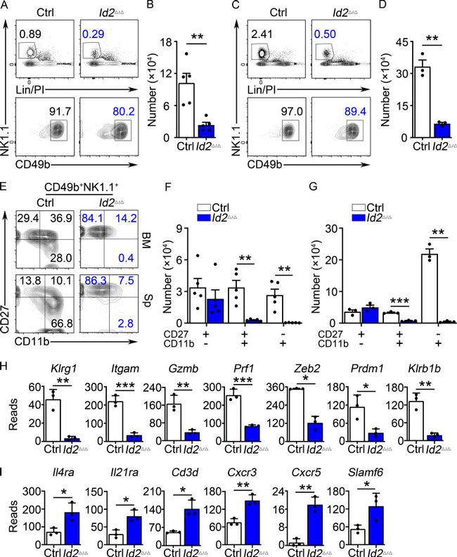 NK1.1 Antibody in Flow Cytometry (Flow)