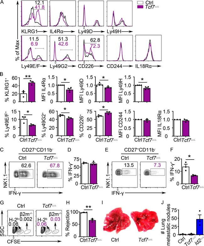 IFN gamma Antibody in Flow Cytometry (Flow)