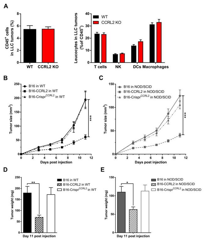 NK1.1 Antibody in Flow Cytometry (Flow)