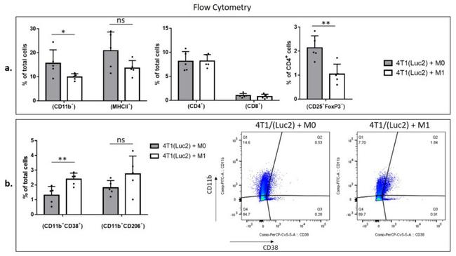 CD38 Antibody in Flow Cytometry (Flow)