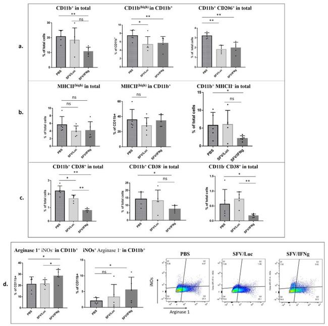 Arginase 1 Antibody in Flow Cytometry (Flow)