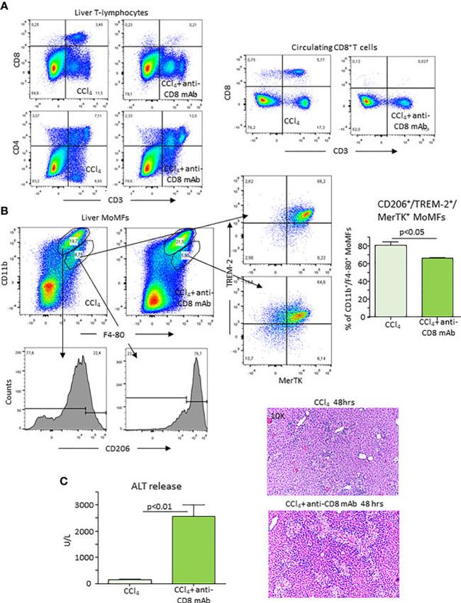 CD4 Antibody in Flow Cytometry (Flow)