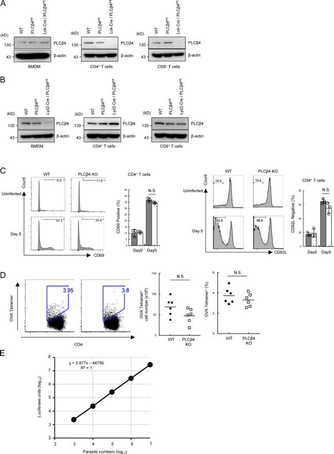 CD69 Antibody in Flow Cytometry (Flow)