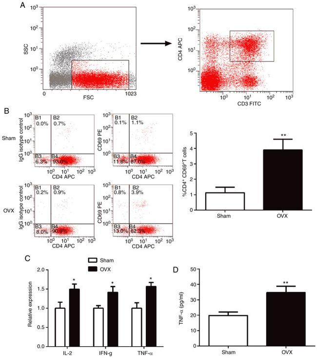 CD69 Antibody in Flow Cytometry (Flow)