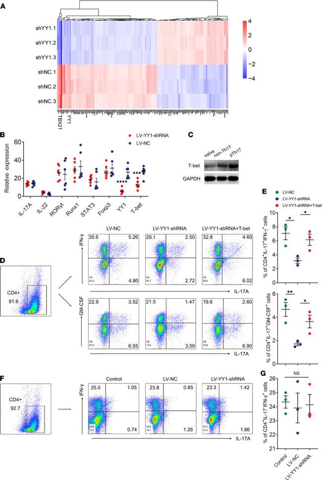 IL-17A Antibody in Flow Cytometry (Flow)