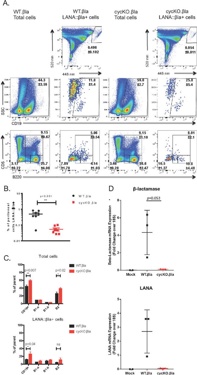 CD5 Antibody in Flow Cytometry (Flow)