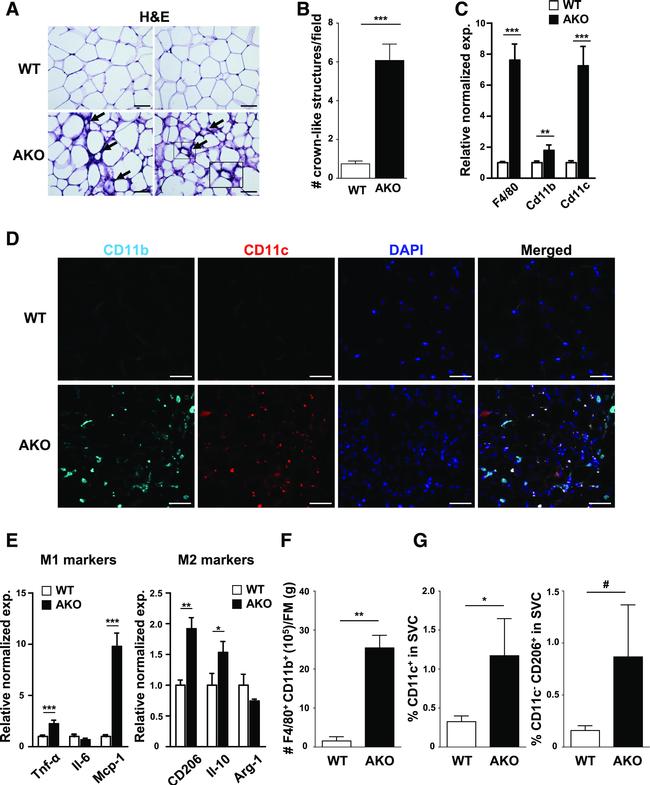 F4/80 Antibody in Flow Cytometry (Flow)