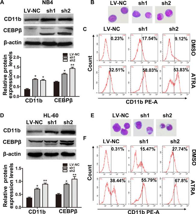 CD11b (activation epitope) Antibody in Flow Cytometry (Flow)