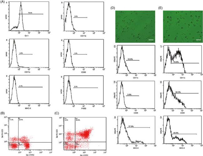 CD11c Antibody in Flow Cytometry (Flow)