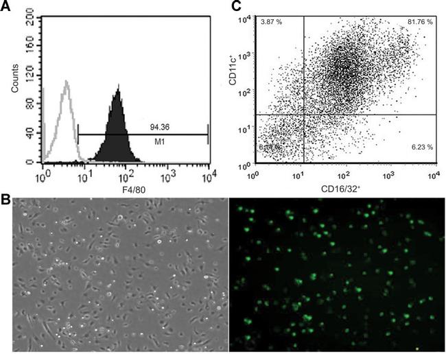 CD11c Antibody in Flow Cytometry (Flow)