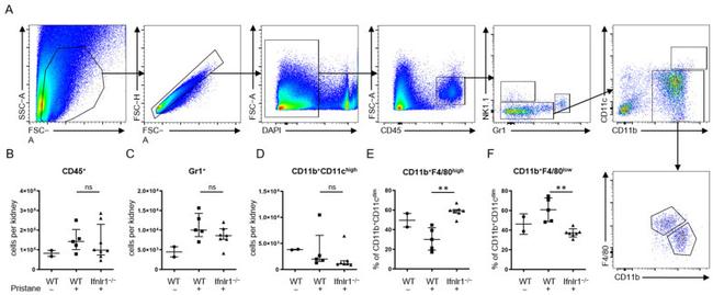 CD11c Antibody in Flow Cytometry (Flow)