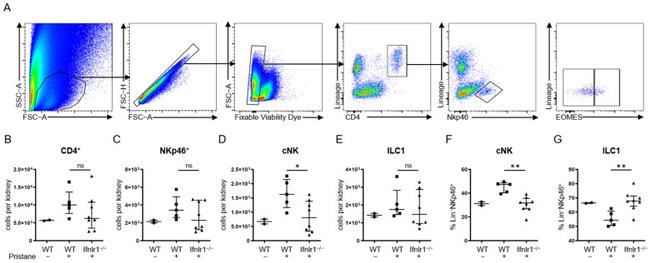 EOMES Antibody in Flow Cytometry (Flow)