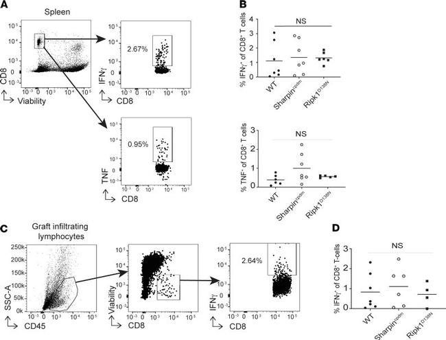 IFN gamma Antibody in Flow Cytometry (Flow)