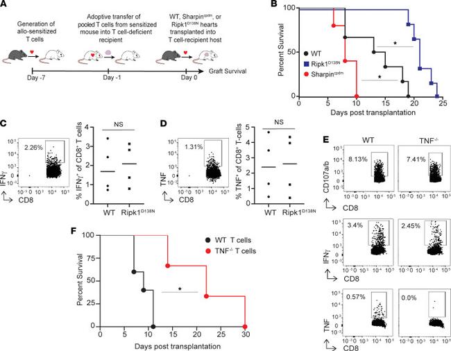 TNF alpha Antibody in Flow Cytometry (Flow)