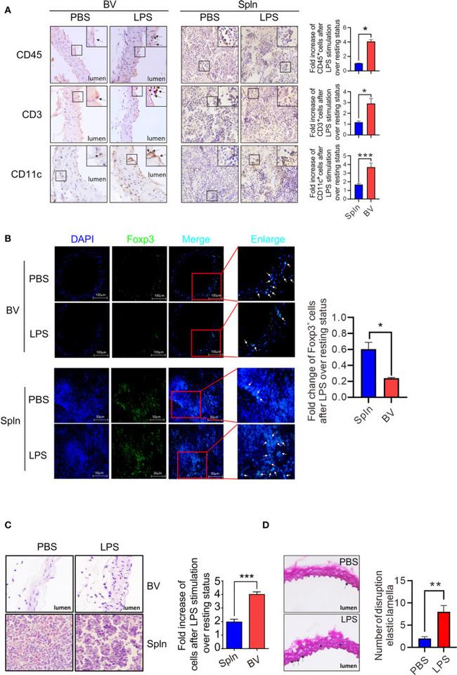 CD11c Antibody in Immunohistochemistry (IHC)