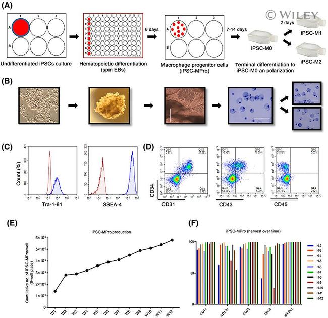 CD31 (PECAM-1) Antibody in Flow Cytometry (Flow)