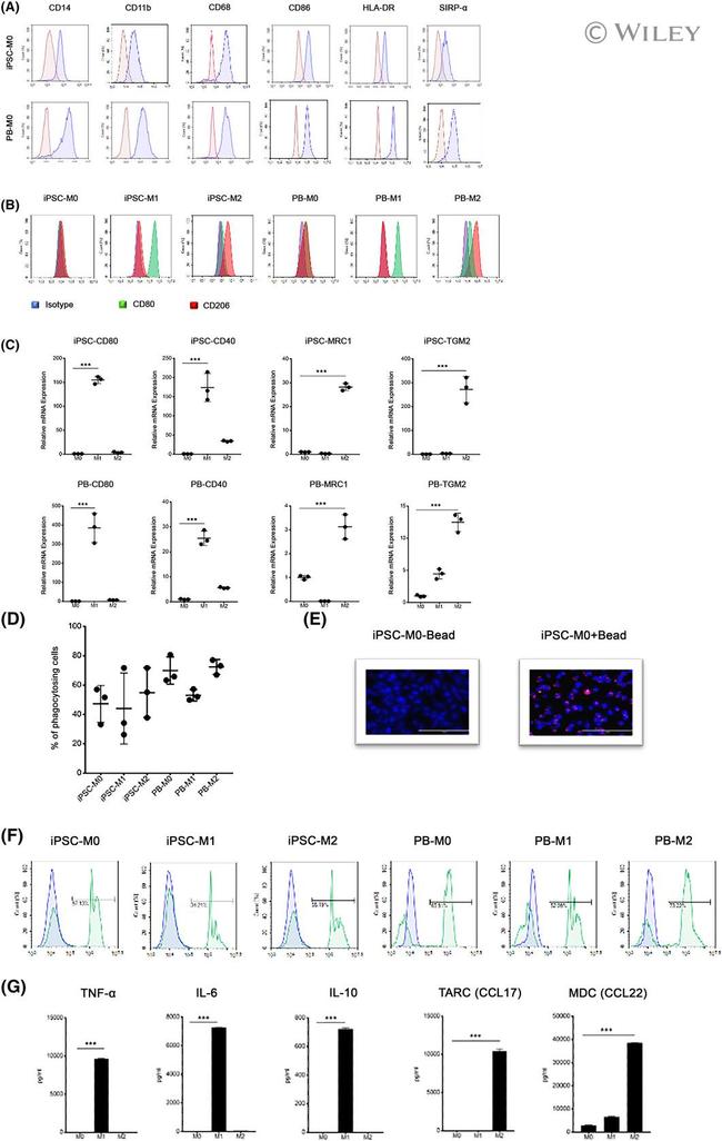 CD14 Antibody in Flow Cytometry (Flow)