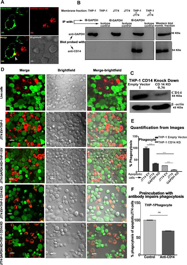 CD14 Antibody in Neutralization (Neu)