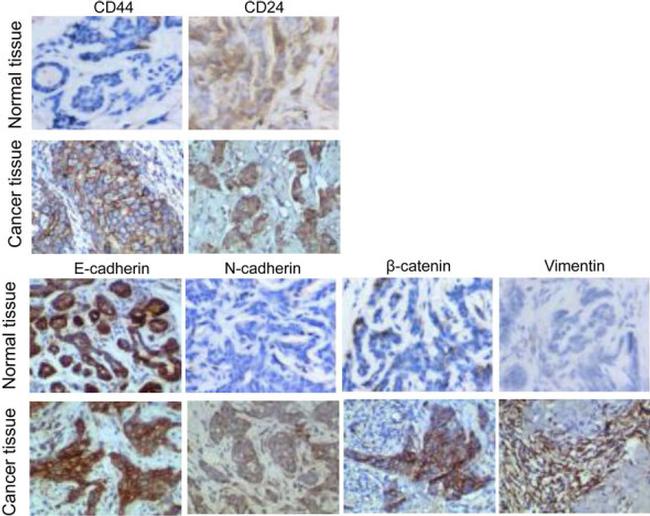 CD24 Antibody in Immunohistochemistry (IHC)