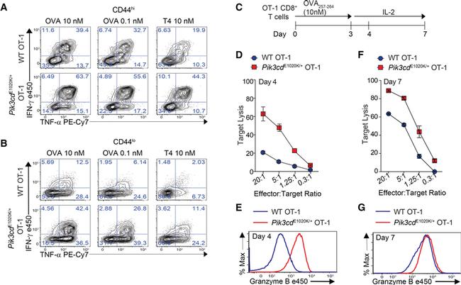 IFN gamma Antibody in Flow Cytometry (Flow)