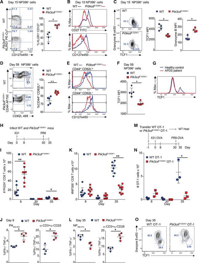 CD44 Antibody in Flow Cytometry (Flow)