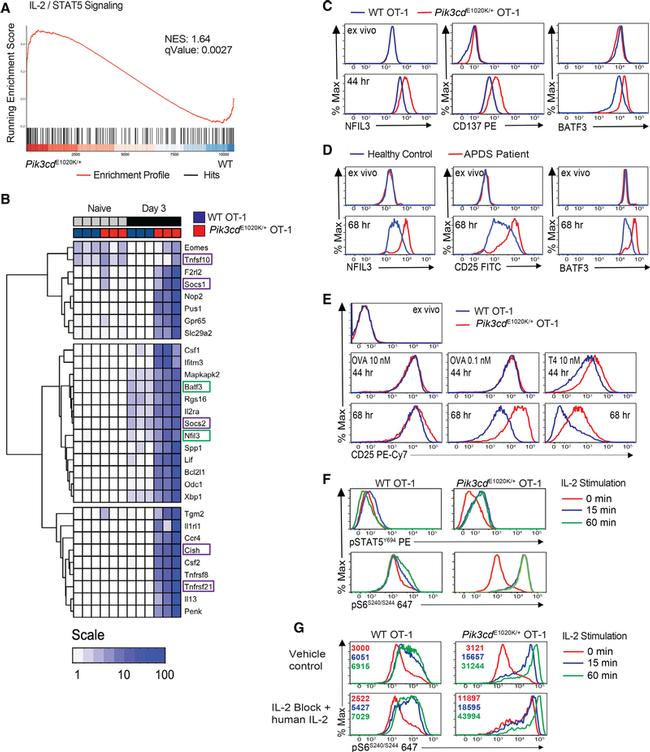 CD25 Antibody in Flow Cytometry (Flow)