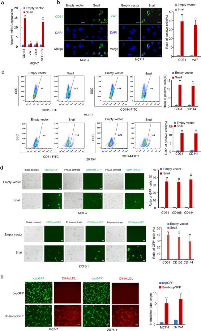 CD31 (PECAM-1) Antibody in Flow Cytometry (Flow)