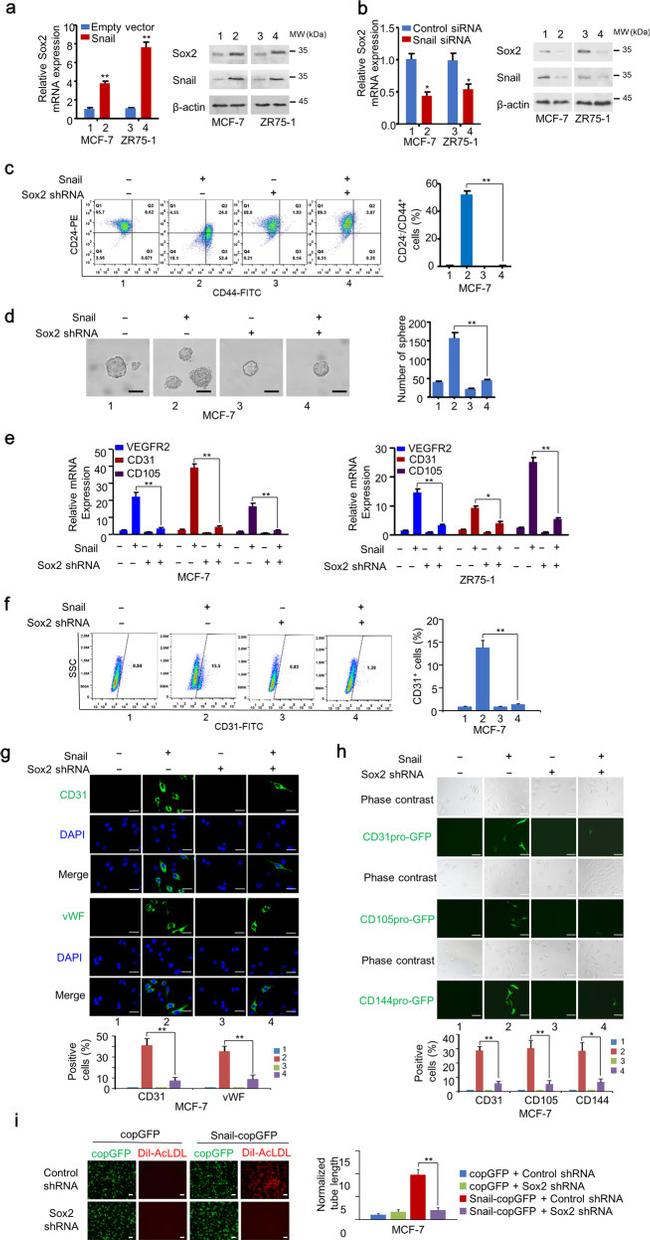 CD31 (PECAM-1) Antibody in Flow Cytometry (Flow)