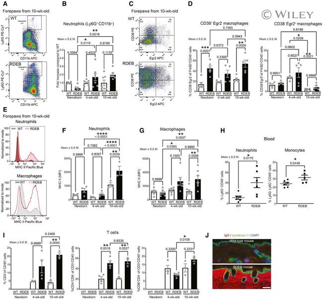 EGR2 Antibody in Flow Cytometry (Flow)