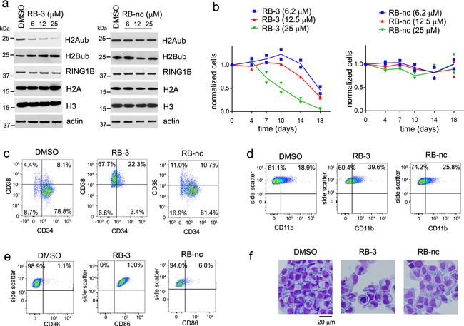 CD38 Antibody in Flow Cytometry (Flow)