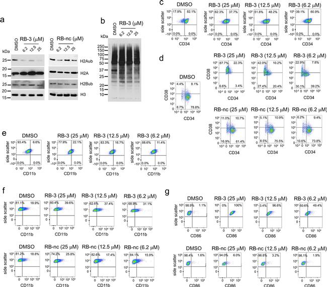 CD38 Antibody in Flow Cytometry (Flow)